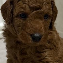 Male 1 - Red  male Poodle puppy in Southwest Ranches, Florida from Herringbone ‘s Poodles