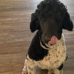 Goldendoodles and Poodles from White Mountain Royal Doodles