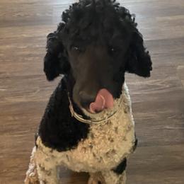 Goldendoodles and Poodles from White Mountain Royal Doodles