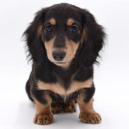 PRADA- AKC Import Lines - Black and cream female Dachshund puppy in Coweta, Oklahoma from Sunnyside Dachshunds