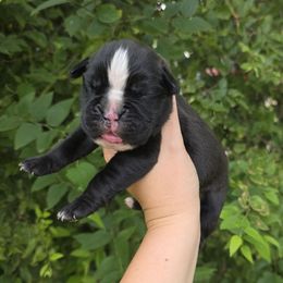 Yankee - Brindle male Boxer puppy in Billings, Missouri from Azaleas Euro Boxers & Boston Terriers