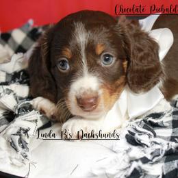 Dachshund Puppies from Linda B’s Dachshunds