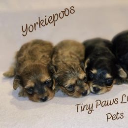 Biewer Terrier, Yorkipoo, and Yorkshire Terrier Puppies from Tiny Paws Luxury Pets