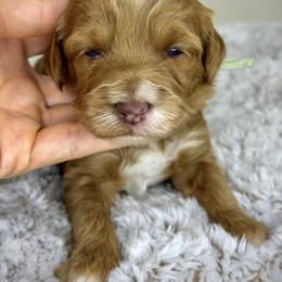 Light Green - Red female Australian Labradoodle puppy in Antelope, California from Adorable Labradoodle