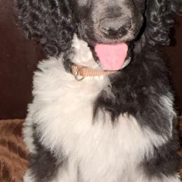 Gingerbread (Brown Collar) - Parti male Poodle puppy in League City, Texas from Chauffeured Poodles