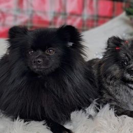 Pomeranians from BE North GA Pomeranians