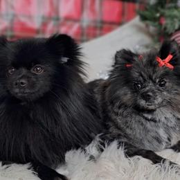 Pomeranians from BE North GA Pomeranians