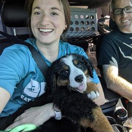 Bernedoodles, Bernese Mountain Dogs, and Goldendoodles from Bernedoodles & Doodles of the Ozarks