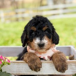 Dickon - Boy 3 - Phantom male Bernedoodle puppy in Bellville, Ohio from Bernedoodle Buddies