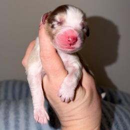 Belle - Red merle female Australian Shepherd puppy in Anniston, Alabama from All Hale Aussies