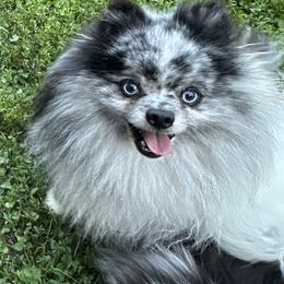 Papparazzi - Pomeranian