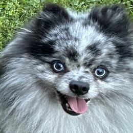 Papparazzi - Pomeranian