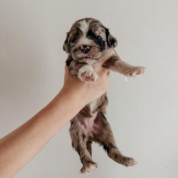 Ginger. - Merle female Sheepadoodle puppy in Wabash, Indiana from DOODCompany