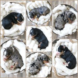 Bernedoodle puppies from Idahome Doodle