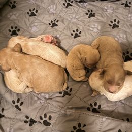 Cockapoo puppies from MyKy Puppies