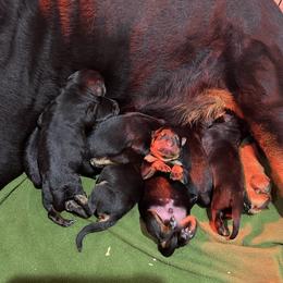 Paris - Rottweiler