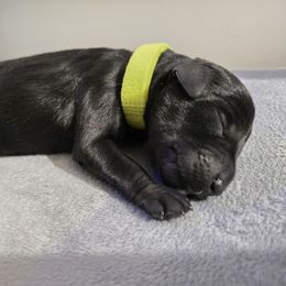 Pickles - Black male Miniature Schnauzer puppy in Hurst, Texas from SSPuppy - Sophisticated Schnauzers