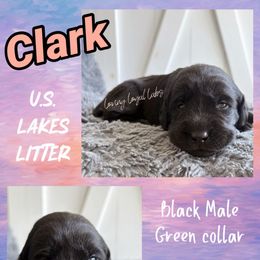 Clark - Black Male - Green Collar - Black male Dilute Retriever puppy in Roberts, Wisconsin from Loving Loyal Labs