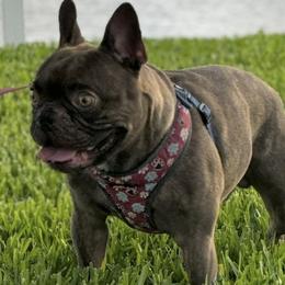 French Bulldogs from Haus of Pawz