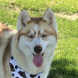 Iclyn  - Siberian Husky
