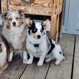 American Corgis from Emily Wellington's American Corgis