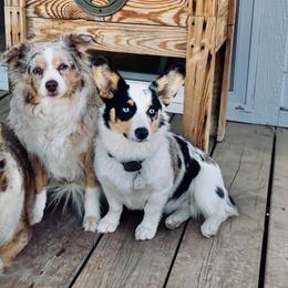 American Corgis from Emily Wellington's American Corgis