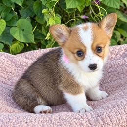 Missy - Sable merle and white female American Corgi puppy in Missouri from Country Legends Aussies & Corgis