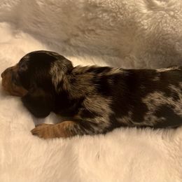 Truffle - Dapple female Dachshund puppy in Corona, California from Over The Moon Dachshunds