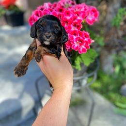 Cavapoo Puppies from SunnySide Mini Doodles