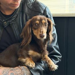Blossom - Dachshund
