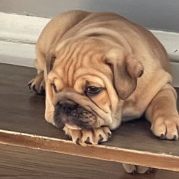 Saki - Fawn Bulldog puppy in Pittsfield, Massachusetts from Berkshire Bulldogs