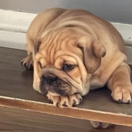 Saki - Fawn Bulldog puppy in Pittsfield, Massachusetts from Berkshire Bulldogs