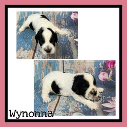 Wynonna - Black white and tan female Cockapoo puppy in Lebanon, Missouri from Cobbs Creek Canines