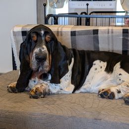 I'kaika - Basset Hound