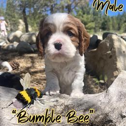 Bumblebee - Blenheim male Cavalier King Charles Spaniel puppy in Idaho City, Idaho from Whispering Pines Cavaliers