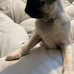 Pug Puppies from Pugs Puppies 🐶