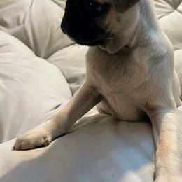 Pug Puppies from Pugs Puppies 🐶