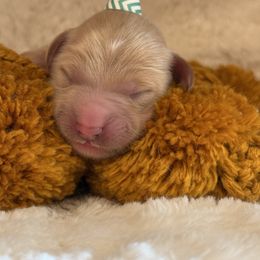 Red - Red  male Goldendoodle puppy in Boise, Idaho from Goldendoodle Baby