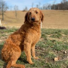 Poppy - Labradoodle