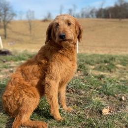 Poppy - Labradoodle
