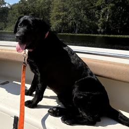 Labrador Retriever Puppies from McCracker Pond Labradors