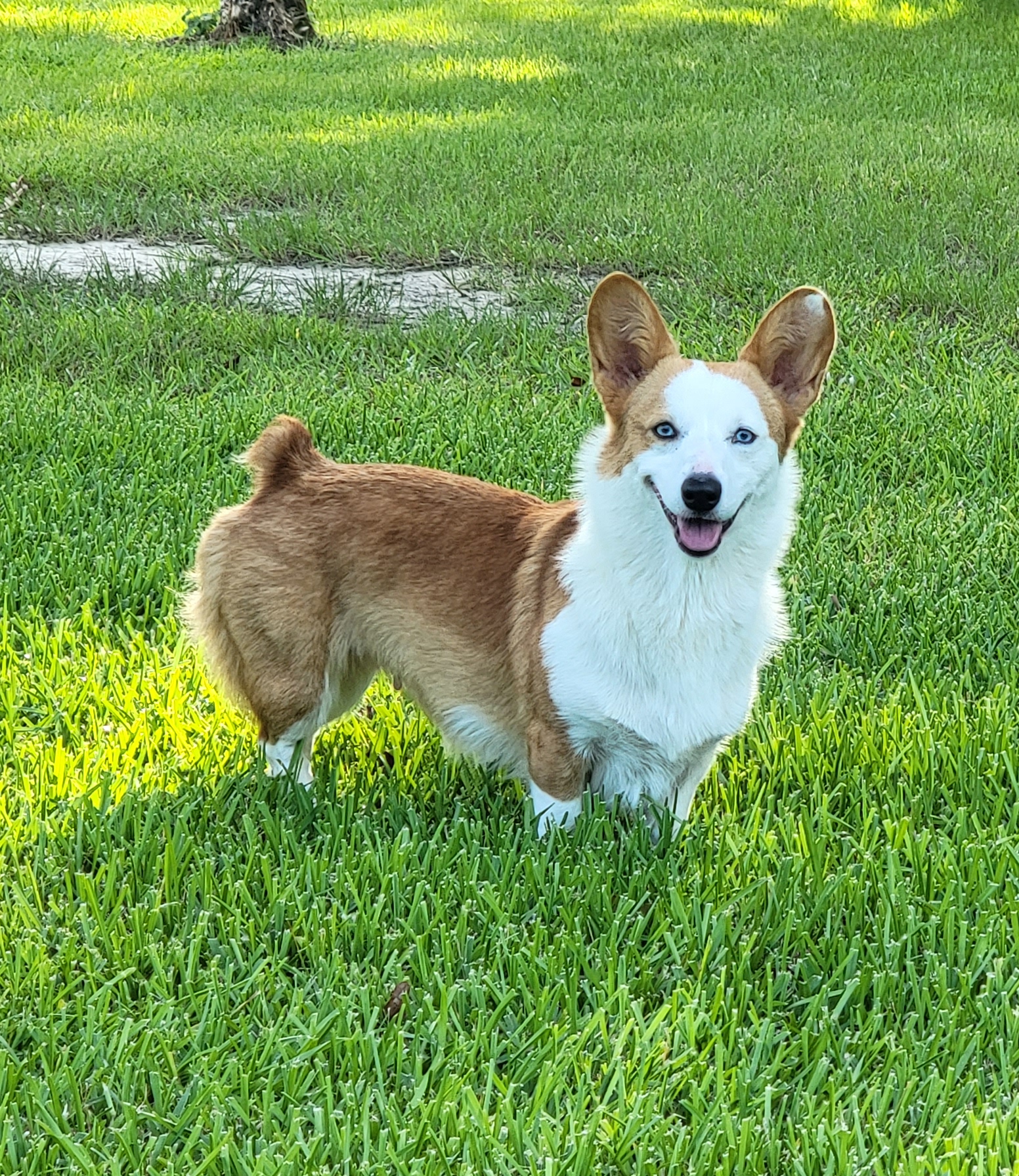 Frankie - Pembroke Welsh Corgi