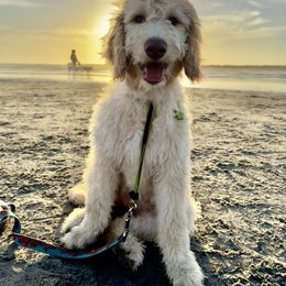Goldendoodle Puppies from Fire Sky Kennels