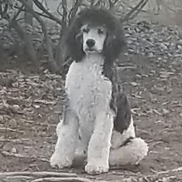 Poodle All Grown Up from Canine Magic Poodles