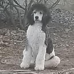 Poodle All Grown Up from Canine Magic Poodles