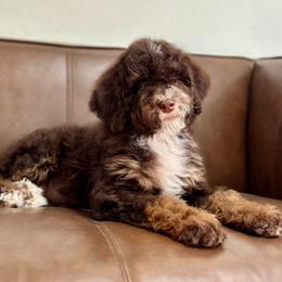 Bernedoodle and Cavapoo Puppies from Dulcito Doodles