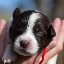 Red girl - Red & white female Australian Shepherd puppy in Clarkrange, Tennessee from Vom Wolff