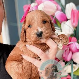 Charm - Red  female Goldendoodle puppy in Marion, Ohio from Doodles & Doxies