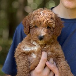Sierra - Red tri-color female Aussiedoodle puppy in Allardt, Tennessee from Hearth&Hound Doodles