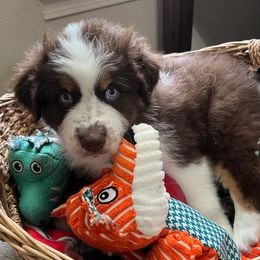 Australian Shepherds from Amy’s Aussies